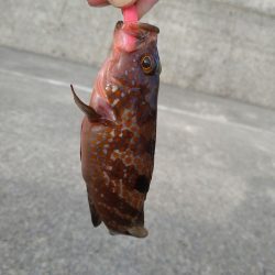 根魚狙い